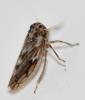 Agallia consobrina